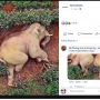 Foto Gajah Mabuk yang Viral Rupanya Hoaks! Begini Kisah Sebenarnya