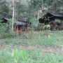 Hidup Orang Rimba Kala Covid-19: Terhindar dari Wabah Tapi Kelaparan dalam Hutan