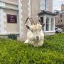 Manusia di Rumah, Anjing dan Kambing Jalan-jalan di Tengah Kota