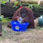Viral Video Orangutan Rajin Cuci Tangan, Masa Kamu Enggak?