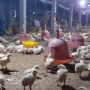 Hadapi Flu Burung, Pemerintah Belanda Musnahkan 215.000 Ekor Ayam