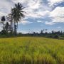 Alokasi Pupuk Bersubsidi untuk Kabupaten Probolinggo Dipastikan Aman