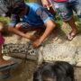 Warga Pessel Tangkap Buaya Sepanjang Dua Meter