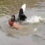 Berenang di Kali, Pria Ini Malah Dikejar-kejar Soang