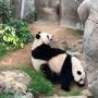 Gegara Lockdown, Sepasang Panda Ini Akhirnya Kawin Setelah 10 Tahun