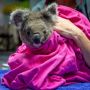 Koala Terluka saat Kebakaran Australia, Dilepas ke Alam Liar