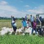 Petani Nabire Panen di Areal Cetak Sawah Baru di Tengah Pandemi Covid-19