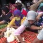 Kesal Harga Jual Murah, Ribuan Ekor Ayam di Madiun Dibagikan Gratis
