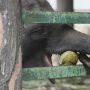 Gajah Bunting Mati Karena Makan Nanas Berisi Petasan