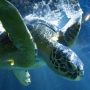 Pantai Sepi karena Virus Corona, Penyu Langka Bermunculan di Thailand