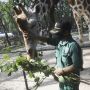 Melihat Lebih Dekat Pemberian Makan Satwa di Kebun Binatang Ragunan