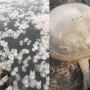 Ribuan Ubur-ubur Penuhi Perairan PLTU Paiton, Listrik Diklaim Aman