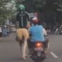 Viral Pria Berjaket Ojol Susuri Jalanan Naik Kuda, Motor  Ke Mana Bang?