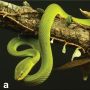 Dinamai Mirip Salazar Slytherin, Spesies Baru Ular Ini Punya Warna Eksotis