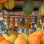 Berburu Timun Suri, Buah Primadona saat Ramadhan