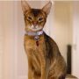 Fakta Menakjubkan Kucing Abyssinian, Kucing Ashraf Sinclair, Spesial & Unik