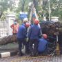 Mobil Dinas di Kelurahan Utan Kayu Utara Penyok Tertimpa Pohon Tumbang