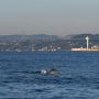 Berkurangnya Pemancing dan Kapal, Lumba-Lumba Muncul di Selat Bosphorus