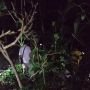 Kepala Konservasi Sebut Beruang Madu yang Lepas Karena Kelalaian Petugas