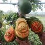 Bikin Takjub, Orang Ini Ukir Tulisan Arab di Buah Pepaya