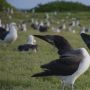 Unik dan Romantis, Burung Ini Lakukan Tarian Pacaran untuk Menarik Pasangan