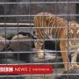 Harimau Kebon Binatang Ikut Puasa Selama Pandemi Karena Tak Ada Makanan