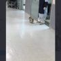 Bikin Gemas, Induk Kucing Ini Bawa Anaknya yang Sakit ke UGD