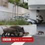 Lockdown, Saat Manusia di Dalam Rumah dan Hewan Liar Menikmati Kebebasan