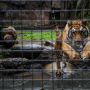 Kebun Binatang Bandung akan Korbankan Rusa untuk Makanan Harimau