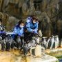 Jaga Pinguin Tetap Hidup di Tengah Pandemi, Petugas Ini Rela Lembur