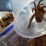 Mampu Makan Burung, Ini Penampakan Tarantula Terbesar di Dunia