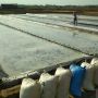 Kisah Petani Garam Jepara; Harga Jatuh Hingga Terdesak Garam Impor