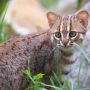Spesies Langka, Kucing Liar Terkecil di Dunia Lahir di Inggris