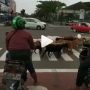 Viral Kambing Tertib menyeberang Jalan, Warganet: Apa Manusia Tak Malu?