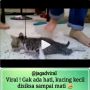 Viral Video Kucing Diinjak Sampai Mati, Ini Fakta Sebenarnya