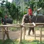 Sri Lanka Larang Impor Barang Plastik Demi Lindungi Gajah
