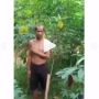 Pemilik Kebun Memergoki Pencuri Singkong, 'Ini Milik Allah, Silakan Ambil'