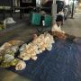Viral Kakek Penjual Geblek di Godean, Tidur di Kantor Polisi Setiap Malam