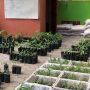 Anggaran untuk Tangani Pandemi, Penataan Kebun Plasma Nuftah Pisang Ditunda