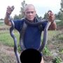 King Cobra Nongkrong di Kebun Warga di Sukabumi, Diusir Malah Balik Nyerang
