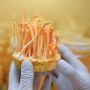 Khasiat Jamur Cordyceps akan Diujicobakan di RS Darurat Wisma Atlet