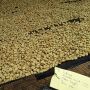 Kopi Sarongge dan Kisah Petani Kembalikan Hutan