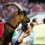 Pertama Kali dalam 12 Tahun, FC Cologne Tak Bisa Bawa Kambing ke Stadion