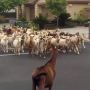 Amerika Serikat Lockdown, Koloni Kambing Invasi California