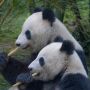 Kekurangan Bambu, Kebun Binatang Kanada Pulangkan Pasangan Panda ke China