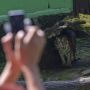 Melihat Aksi Harimau Sumatera di Kebun Binatang Ragunan Secara Virtual