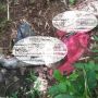 Geger! Temuan Kerangka Manusia Misterius di Hutan Giriharjo Hebohkan Warga