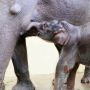 Imutnya Gajah Jantan Lahir di Taman Safari saat Corona, Dikasih Nama Covid