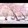 Serunya Kawanan Rusa Asyik Nikmati Bunga Sakura Bermekaran di Jepang