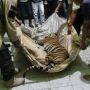 Miris! Harimau Betina di Riau Mati Membusuk, Leher Kena Jerat Seling